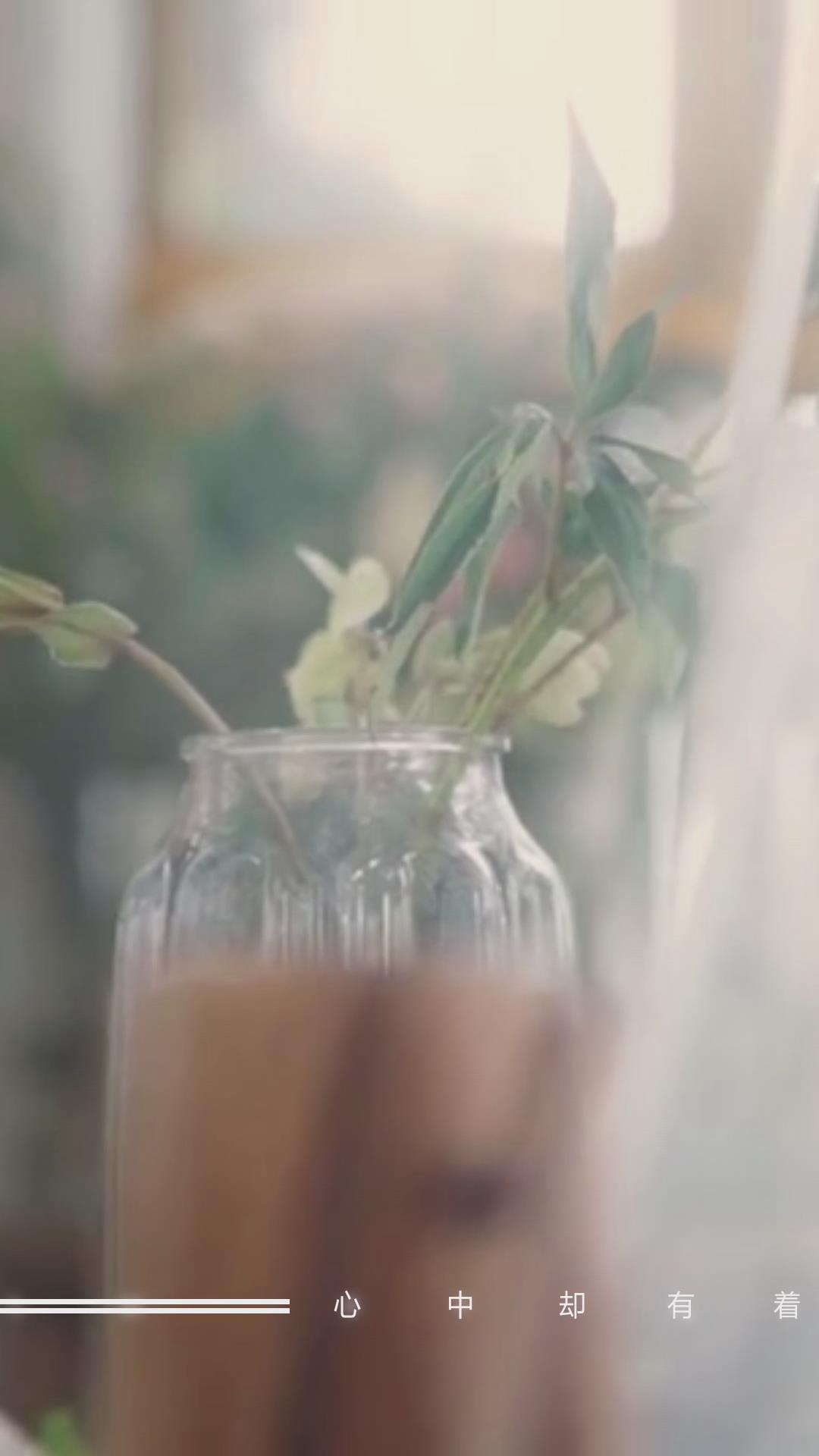 短视频-猫咪物语